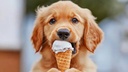 testing image product